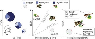 Sedimentary Hydrodynamic Processes Under Low-Oxygen Conditions: Implications for Past, Present, and Future Oceans